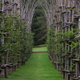 Illustration for article titled Behold These Incredible Works Of Architecture Made Out Of Living Trees